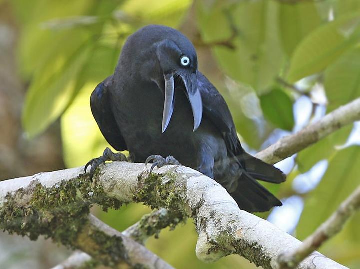 Long-billed Crow