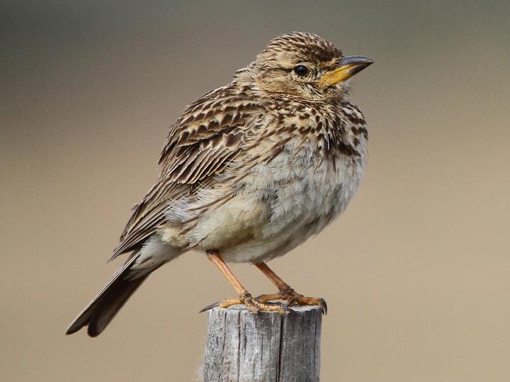 Large-billed Lark