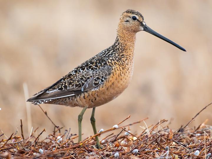 Long-billed Dowitcher