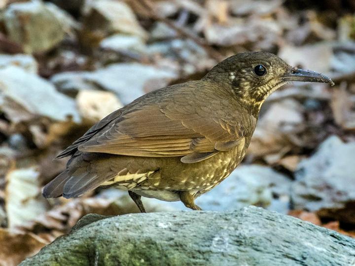 Dark-sided Thrush