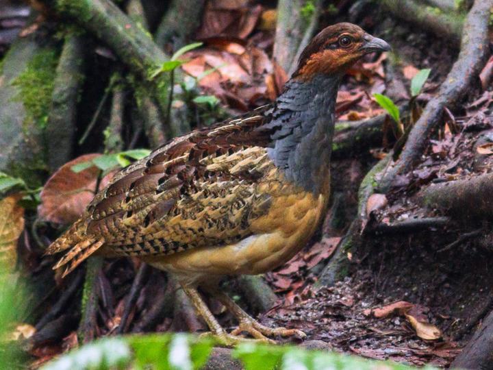 Long-billed Partridge