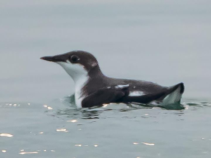 Long-billed Murrelet