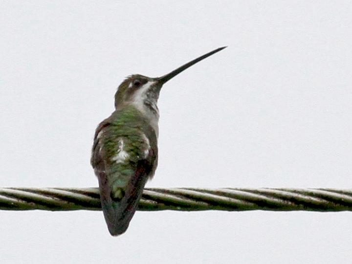 Long-billed Starthroat
