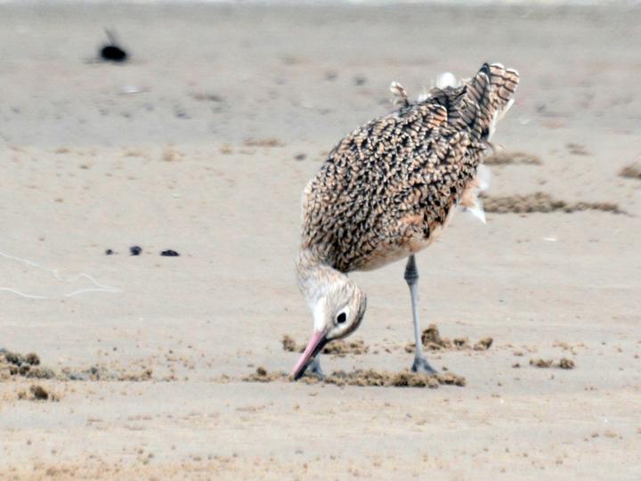 Long-billed Curlew