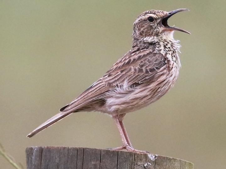Cape Long-billed Lark