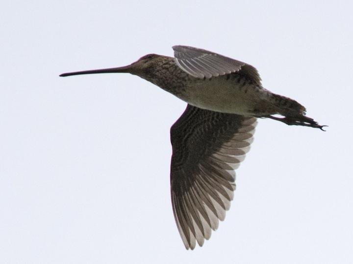 Noble Snipe