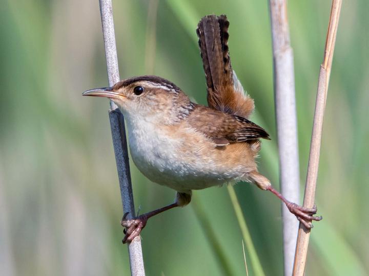 Marsh Wren