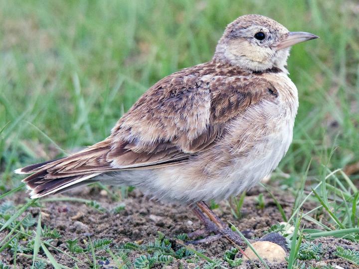 Tibetan Lark
