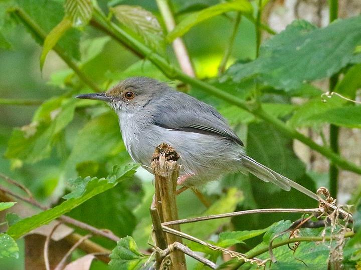 Long-billed Forest Warbler