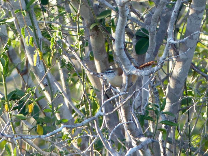 Long-billed Wren