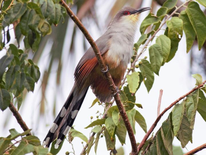Hispaniolan Lizard Cuckoo