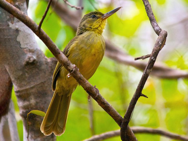 Long-billed Bernieria