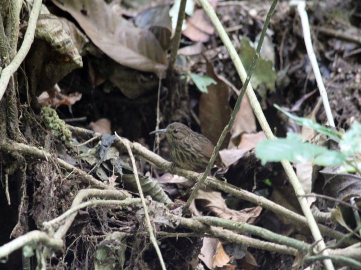 Long-billed Wren-Babbler