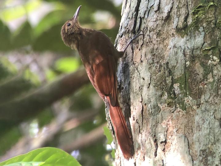 Northern Long-tailed Woodcreeper