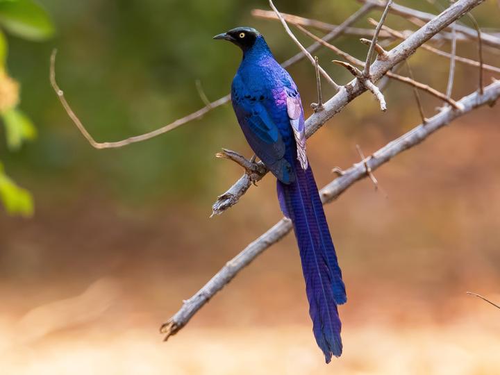 Long-tailed Glossy Starling