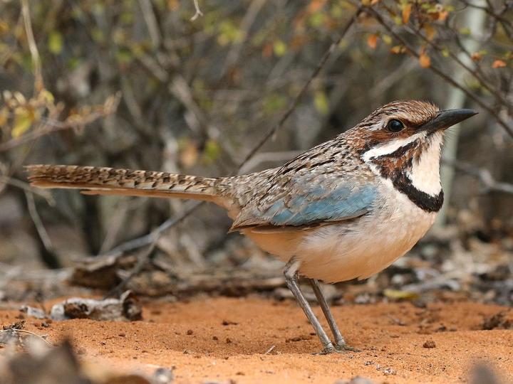Long-tailed Ground Roller