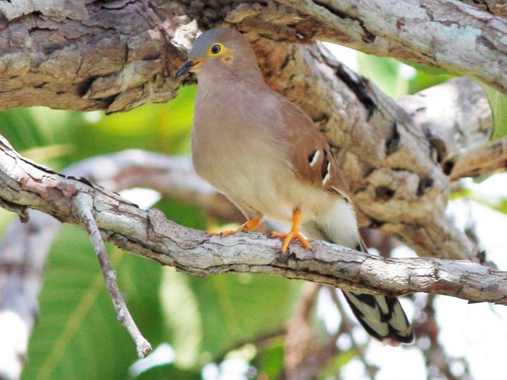 Long-tailed Ground Dove