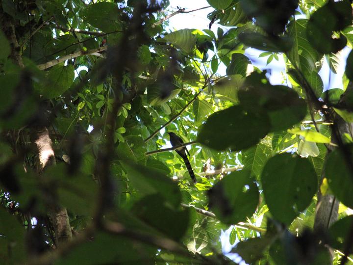 Long-tailed Sibia