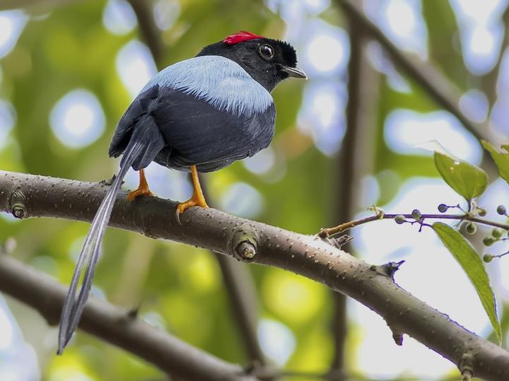 Long-tailed Manakin