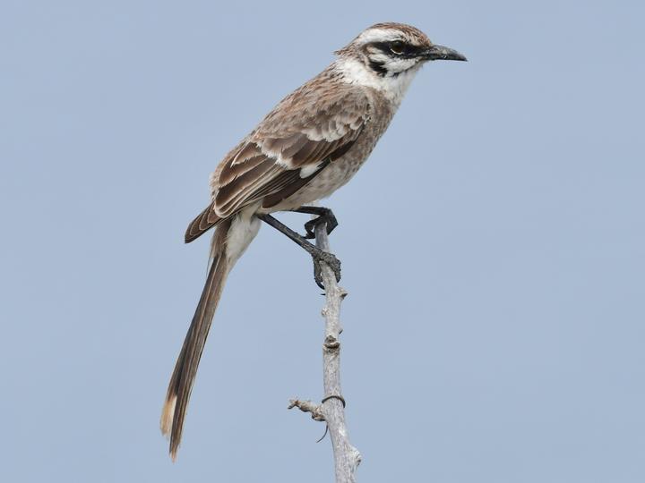 Long-tailed Mockingbird