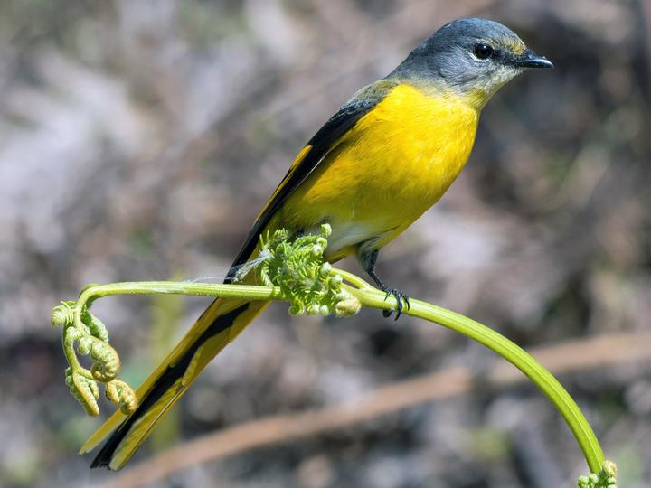 Long-tailed Minivet