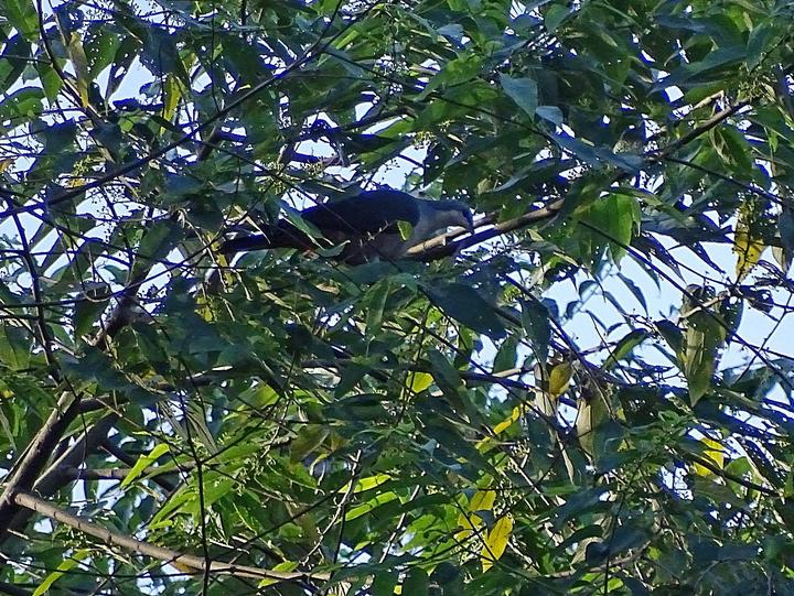 Buru Mountain Pigeon