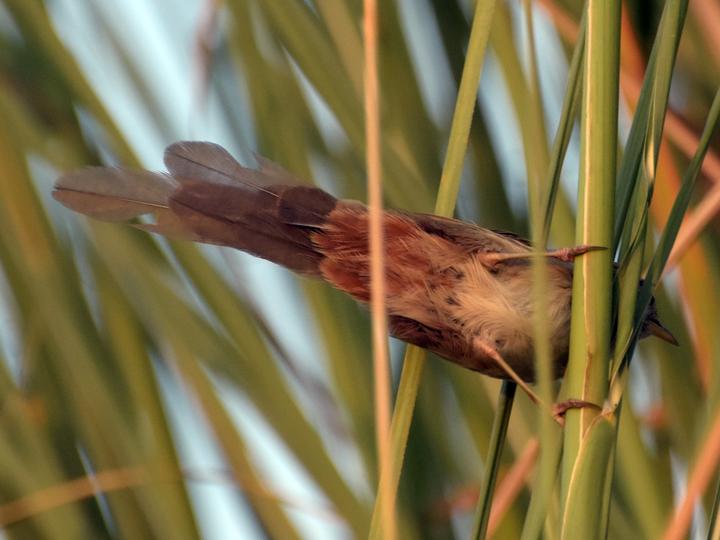 Rufous-vented Grass Babbler