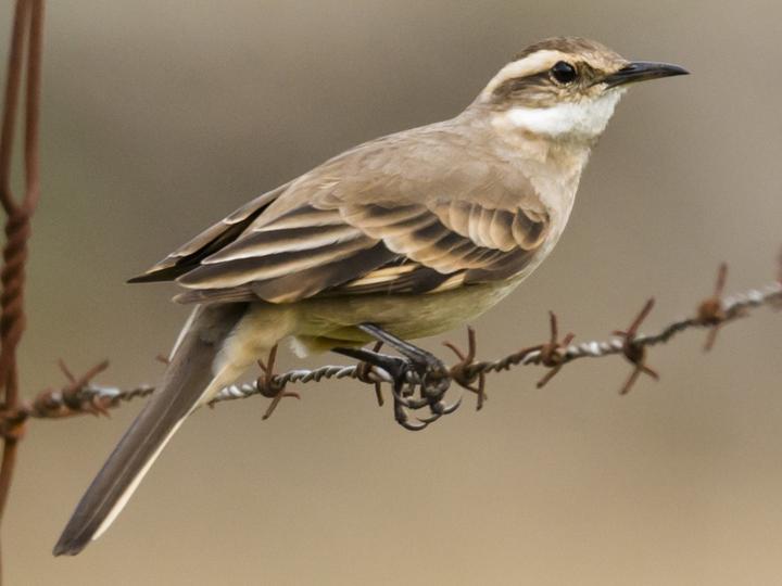 Long-tailed Cinclodes