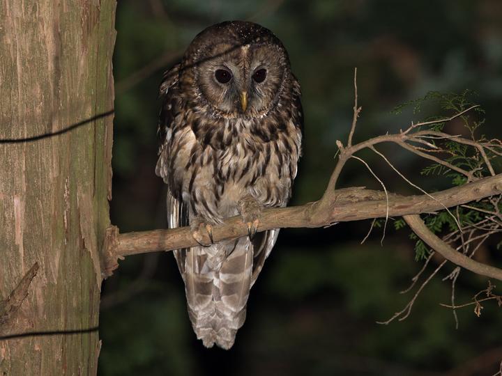 Ural Owl