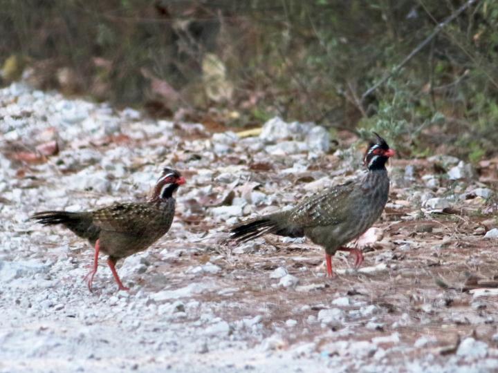 Long-tailed Wood Partridge