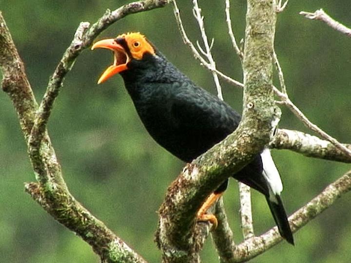 Long-tailed Myna