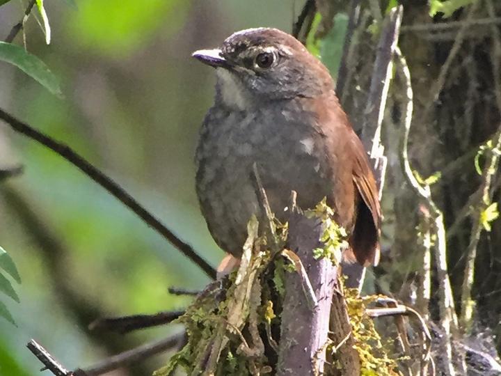 Long-tailed Bush Warbler