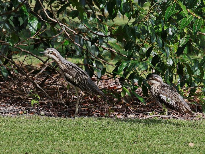 Bush Stone-curlew