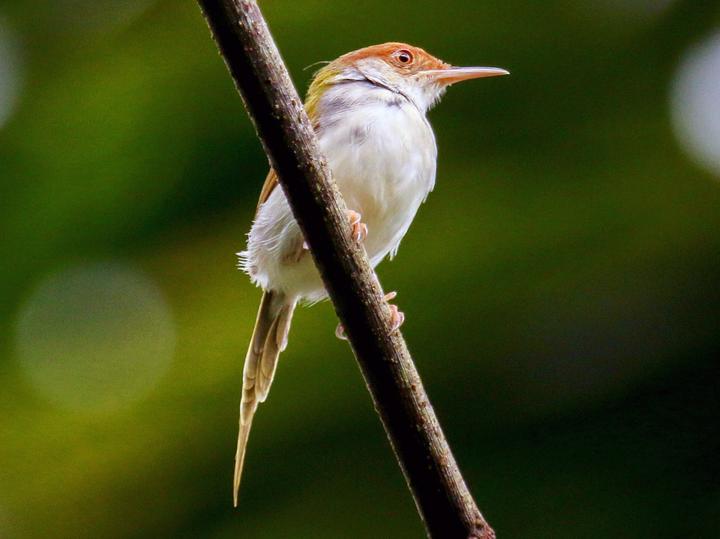Common Tailorbird