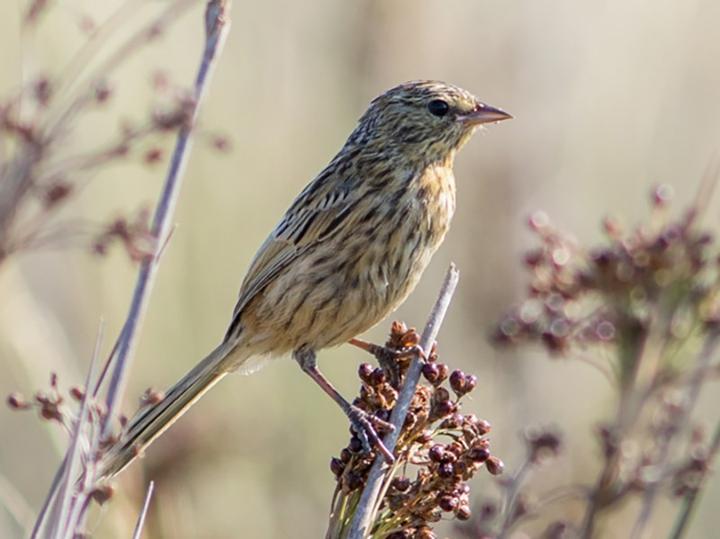 Long-tailed Reed Finch