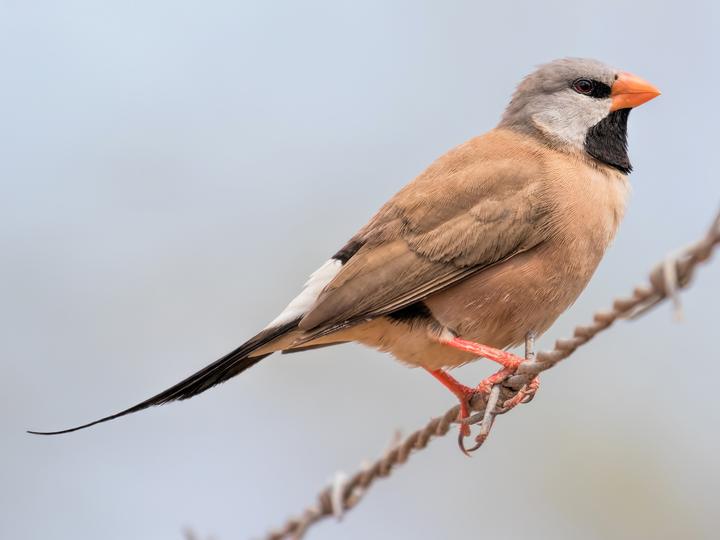 Long-tailed Finch