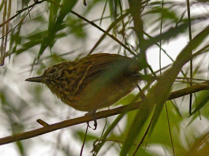 East Andean Antbird