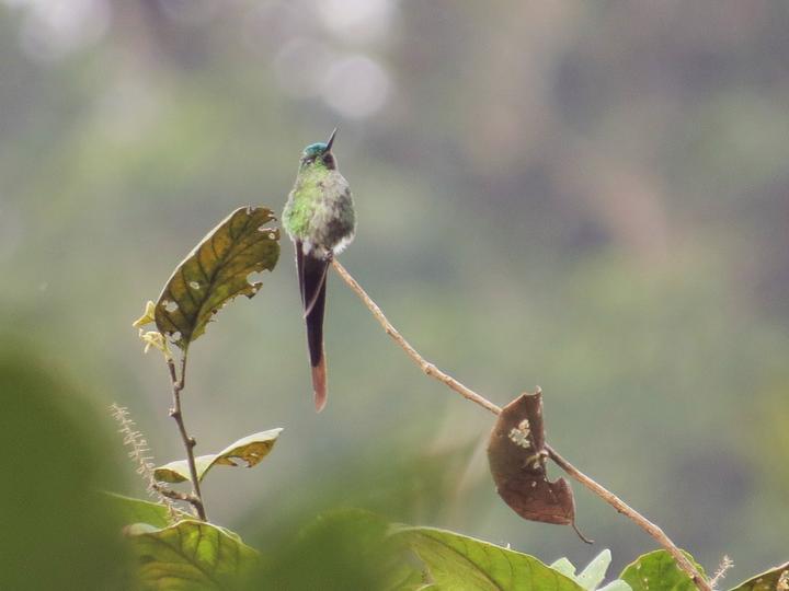 Long-tailed Sylph
