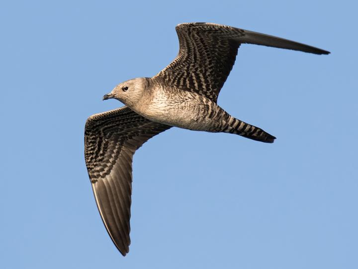 Long-tailed Jaeger