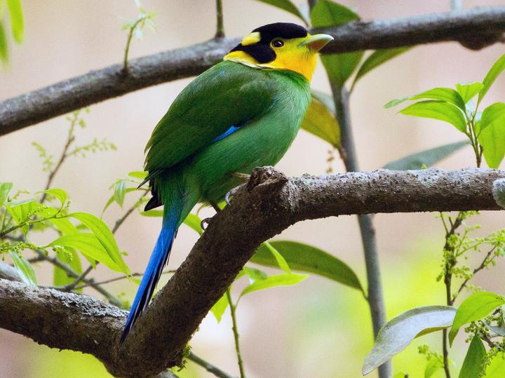 Long-tailed Broadbill