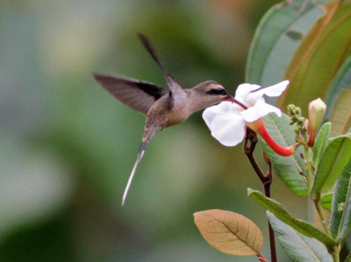 Long-tailed Hermit