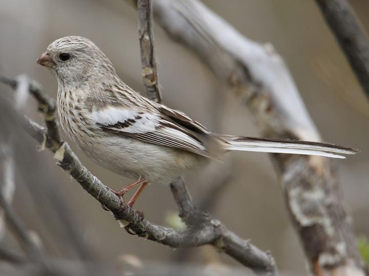 Siberian Long-tailed Rosefinch