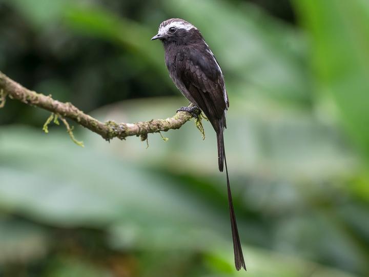 Long-tailed Tyrant
