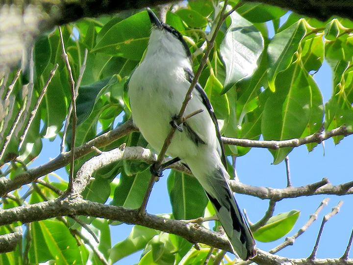 Long-tailed Triller