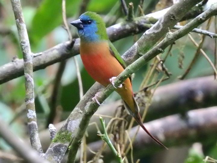 Pin-tailed Parrotfinch