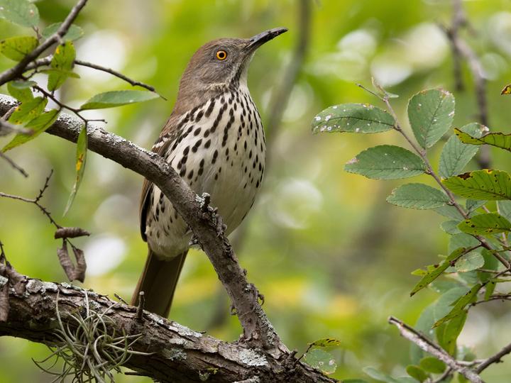 Long-billed Thrasher