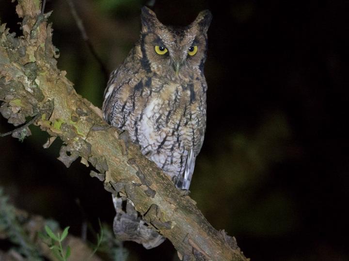 Long-tufted Screech Owl