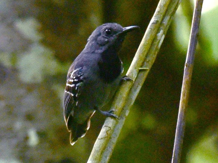 Long-winged Antwren