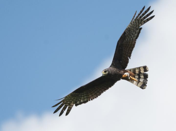 Long-winged Harrier