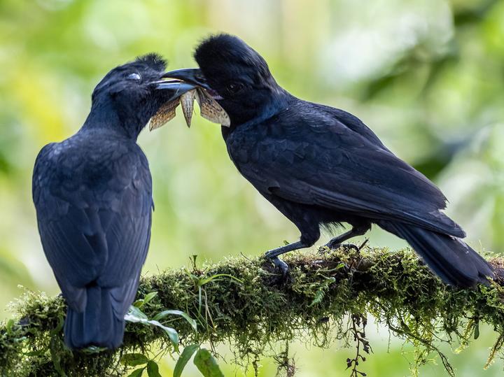 Long-wattled Umbrellabird